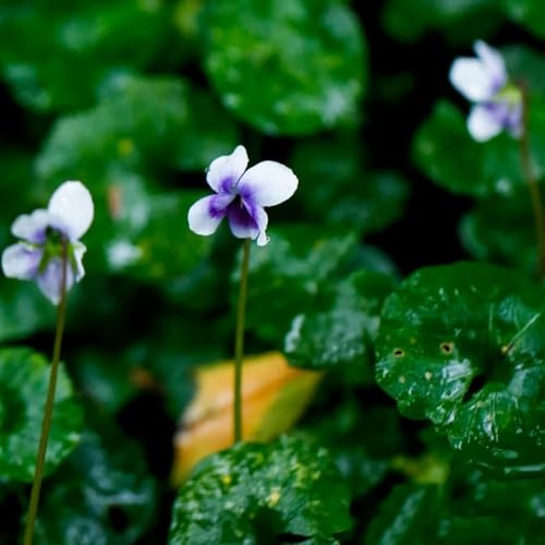 Duftveilchen zimmerpflanzen winterharte Duftveilchen winterhart balkon deko balkonblumen stauden winterhart mehrjährig topfpflanzen draußen blumensamen 300samen