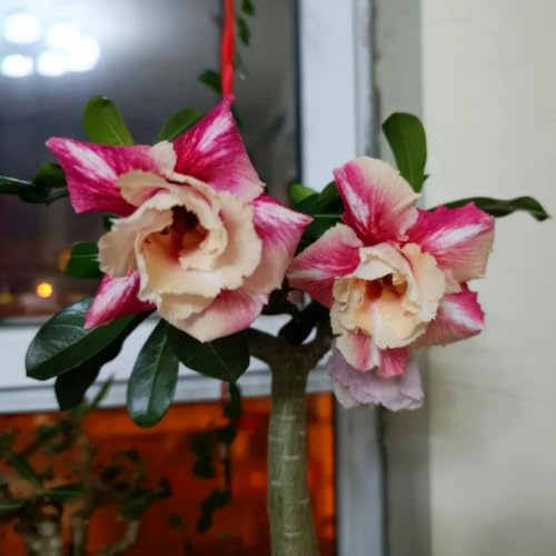 Bulbi di rosa del deserto resistenti, Bulbi di rosa del deserto Semplici da Coltivare - Principianti Benvenuti, Decorazione per Giardino e Casa-3Bulbi-D