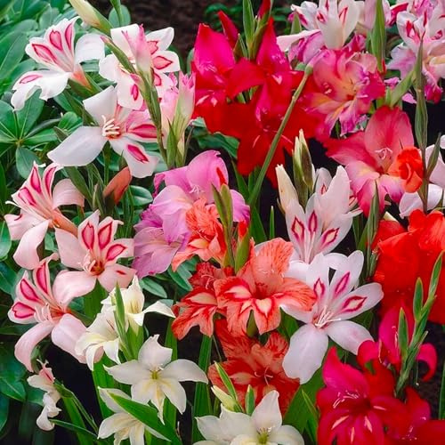 GLADIOLUS Lökar | Lökar från de bästa nederländska odlarna | Exklusivt urval och kvalitetskontroll | Garanterad blomning från första året (15 Gladiolus colvilleii BOTANICAL MIX)