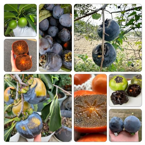 Diospyros Digina - a crescita Budino al cioccolato e sapote nero vaso resistenti, adatte all'uso esterno, cespugli di bacche frutteto 70semi