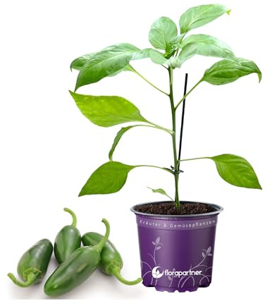 Jalapeno Chili Samira Shiny Chili Pflanze