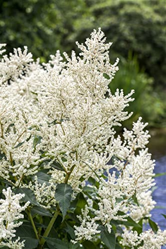Aruncus dioicus 9x9 cm Topf – Winterhart, Mehrjährig, Pflegeleicht – Wald-Geißbart – Staude für Schattenbeet & Garten