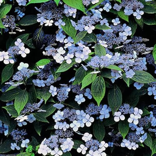 Ortensia 'Blue Bird' - Hydrangea serrata 'Bluebird' -