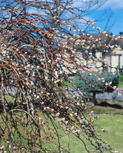 Salix gracilistyla 'Mount Aso' 60–100 cm – Winterhart, Mehrjährig, Pflegeleicht – Japanische Weide – Zierstrauch für Garten & Kübel