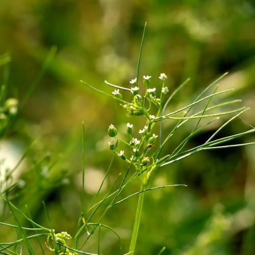 cerfoglio varietà di tradizionali, selvatiche d'appartamento rare semi di biologici, resistenti all'inverno per giardino aromatiche da 100semi