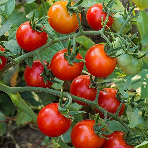 Rubylicious F1 Tomatensamen