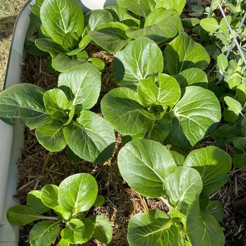 Col china, semillas de pak choi, exótico de invierno semillas jardín resistentes resistentes para jardines rocas regalos 350pcs
