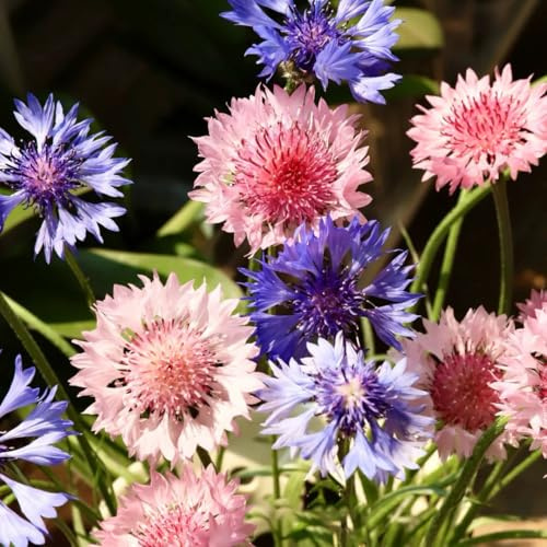 500 Chrysanthemum Cornflower Flower Seeds, Mixed Color Cornflower Seed, Perennial Heirloom Ground Cover Centaurea Flower Seed for Outdoor Home Garden