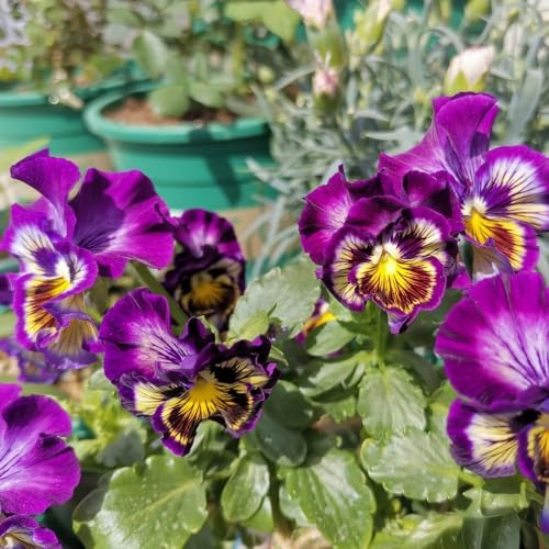 semillas de pensamiento, perennes Viola tricolor, de jardín de rocas resistentes Las de pensamiento son resistentes 120pcs
