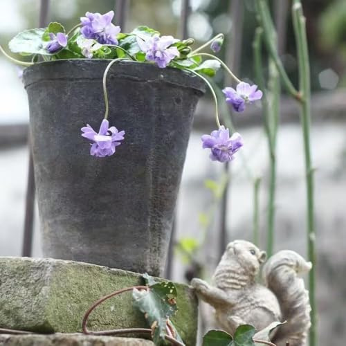 Duftveilchen - blumensamen mehrjährig winterhart blumendeko exotische - Seltene - wildblumensamen Duftveilchen winterhart pflanztopf bodendecker blumenwiese 150samen