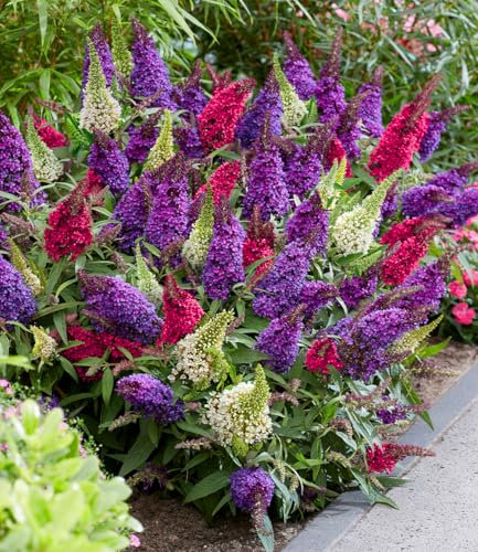 BALDUR Garten Zwerg-Schmetterlingsstrauch 'Butterfly Candy® Trio',1 Pflanze, 3 wundervolle Farben in einem Topf, süßer Blütenduft, lockt Schmetterlinge an, winterhart, pflegeleicht, mehrjährig