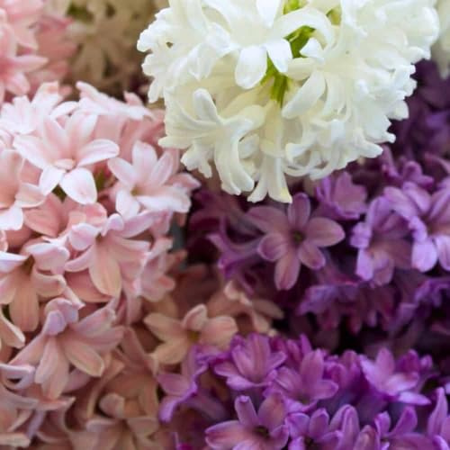 Hyazinthenzwiebeln Velvet Mix - 50 Blumenzwiebeln - Zwiebelgröße 14/15 - Lila, Rosa, Weiß-Mix, duftend, großblütig, Frühlingsblüher, winterhart - direkt vom Züchter - Flowerbulbs Amsterdam
