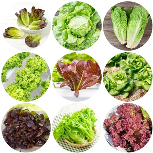 salatsamen, pflücksalat, balkongarten hochbeet gartenkräuter seltene alte sorten wintergemüse gewächshaus balkon 300pcs