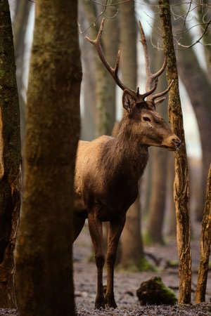 adrium Acryl-Bild 70 x 110 cm: Rothirsch - Cervus Elaphus - im Wald (163541074)