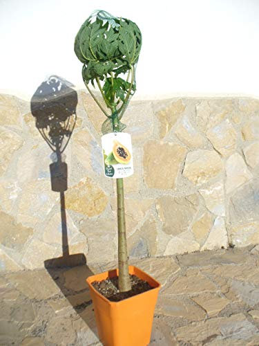 Papaya (Carica papaya), junger Baum ca. 75-100 cm, Melonenbaum,