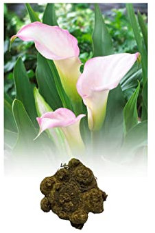 3 Zantedeschia Crystal Blush Calla (Arum) Lily Bulbs/Rhizomes Size 24/26 White Blending to Soft Pink Summer Flowering Perennial : - by GARTHWAITE NURSERIES®