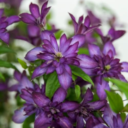 Clematis 'Glorious®™ Red' Velvety Climbing Plant Summer Flowers 7cm Pot x 1 by Thompson & Morgan