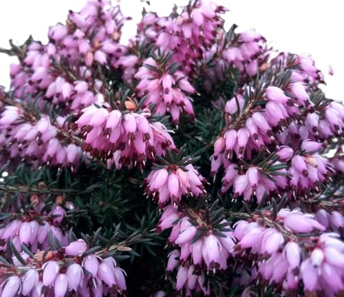 10 Stck. Erica carnea Darley Dale Winterheide/Heidekraut immergrün