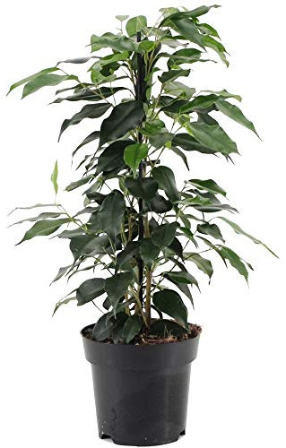 Ficus benjamina Danielle Weeping Fig Plant for Home or Office (30-40cm with Pot)