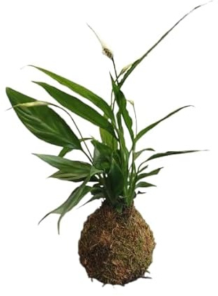 DECOALIVE Lirio de la Paz en Kokedama – Spathiphyllum | Planta Natural para Interiores | Fácil de Cuidar