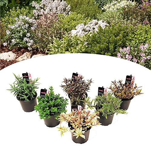 Plant in a Box - Hebe pinguifolia - Strauchveronika - Fetthenne - Sträuchern Winterhart - 6er Set - Topf 10,5cm - Höhe 15-20cm