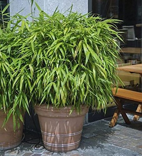 Schirmbambus Pingwu 60-80cm - Fargesia murielae - lebende Pflanzen aus der Baumschule