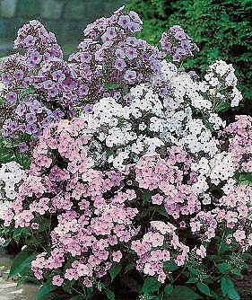 Phlox nuovi ibridi Mix 100 semi