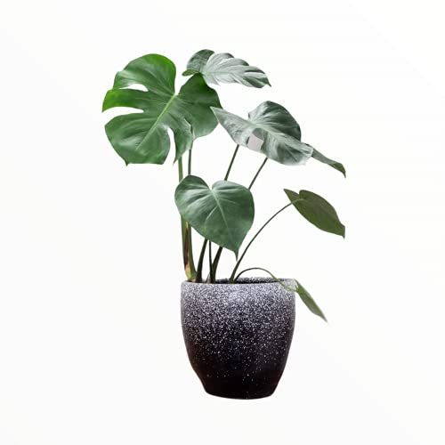 Monstera Deliciosa, The 'Swiss Cheese' Houseplant, 45cm Tall