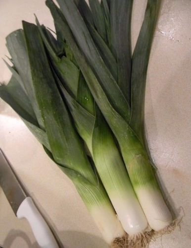 American Flag Porro 250 Semi Allium Ampeloprasum NON OGMez Crescere CombSH I63