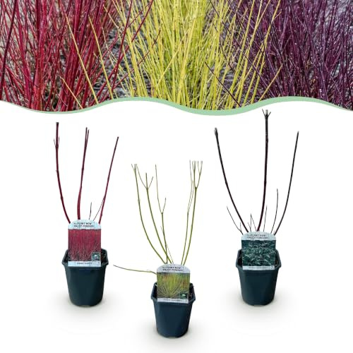 GreenboutiQ - Sträucher - Cornus alba Tricolour - Kombination aus Roten, Grünen und Lila Zweigen - 3 Pflanzen - Laubabwerfend - Wenig Pflege - Topf 17cm Höhe 45cm