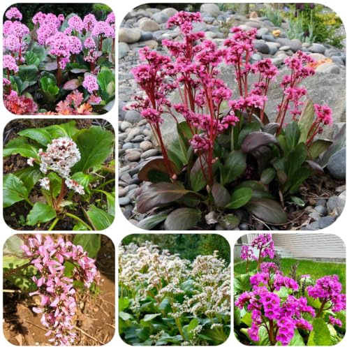 semi di bergenia - coltivazione giardino ufficio resistenti in vaso 200pcs