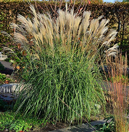Chinaschilf Hermann Müssel - XXXL Topf - Miscanthus sinensis - lebende Gartenpflanze aus den Baumschulen