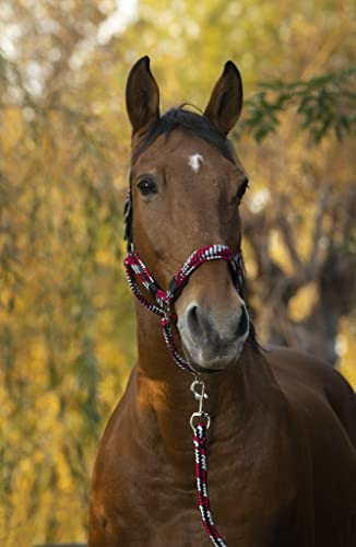 NORTON „Tressé“ Halfter und Führstrick, Warmblut, fuchsia/grau/schwarz