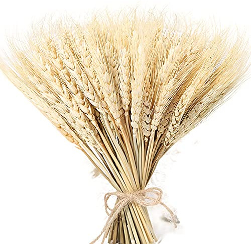 WSWJDW Künstliche Blumen Künstliche Blumen Binse natürliche getrocknete kleine Pampa Gras Phragmiten Künstliche Pflanzen Hochzeit Blumenstrauß für Wohnkultur, 100 Stück, 23 cm, Beige