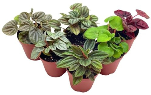 BubbleBlooms Peperomia Assortment, 6 Different peperomias in 2 inch pots Grower's Choice