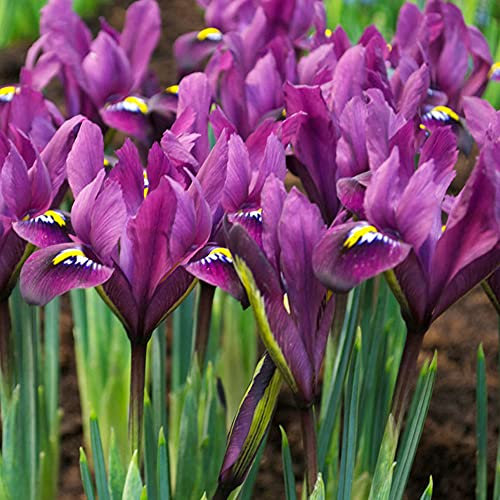 Iris Reticulata Purple Hall Garden Plant Hardy Bulb Flowering Garden Plants Easy to Grow Your Own 25x Bulbs by Thompson and Morgan