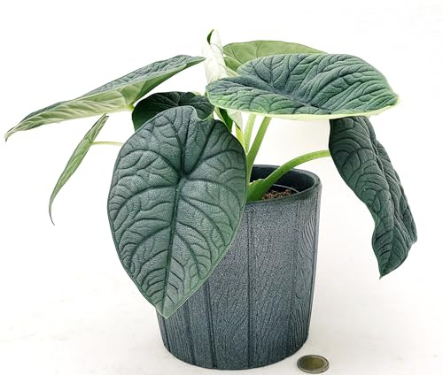 POWERS TO FLOWERS - ALOCASIA MELO IN VASO CERAMICA, VASO 14CM diametro, pianta vera