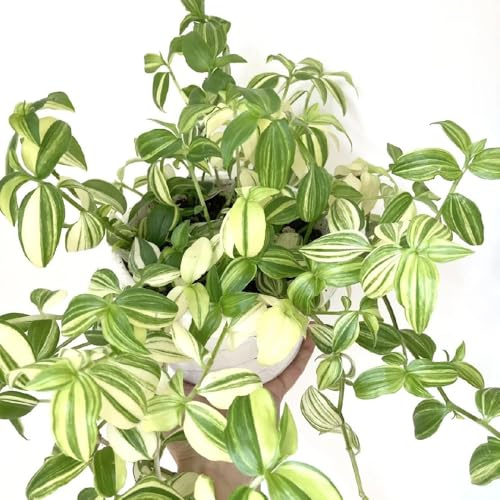 dreimasterblume wohnzimmer deko, hängepflanze tradescantia green wall, deko vine winterhart kletterpflanzen 85samen