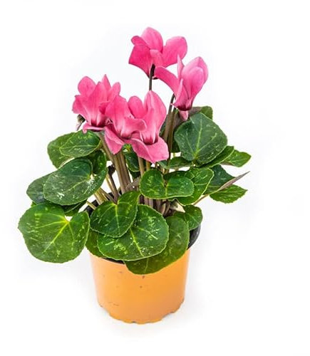 Planta Natural Violeta Persa Cyclamen Flor de Invierno