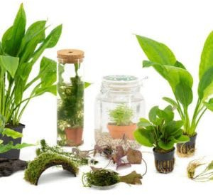 IFLO® 12er Set lebende Aquariumpflanzen Überraschungsmix pflegeleicht schnellwachsend für Süßwasseraquarium im Topf natürliche Algenprophylaxe ideal für Einsteiger