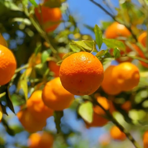semi di arancio balcone Agrumi reticolati, fresca Gli da nani sono resistenti per il giardino 400pcs