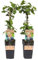 Plant in a Box - Rubus fruticosus 'Thornfree' - Juego de 2 - Mora - Mora sin espinas - Plantas frutales - Arbusto - ⌀15cm - Altura 50-60cm