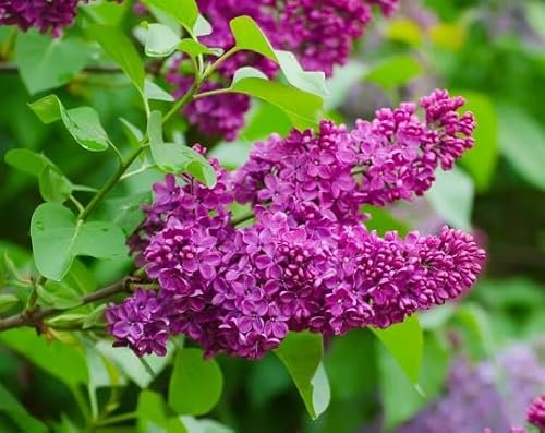 100 graines de fleurs de lilas roses fraîches et neuves
