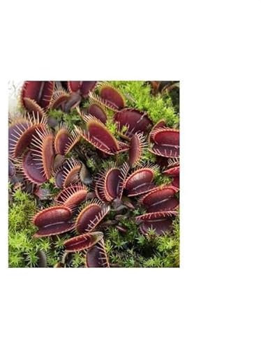 Stk - 5x Dionaea muscipula Petite Dragon Venusfliegenfalle Pflanzen Samen B1255 - Seeds & Plants Shop by Ipsa
