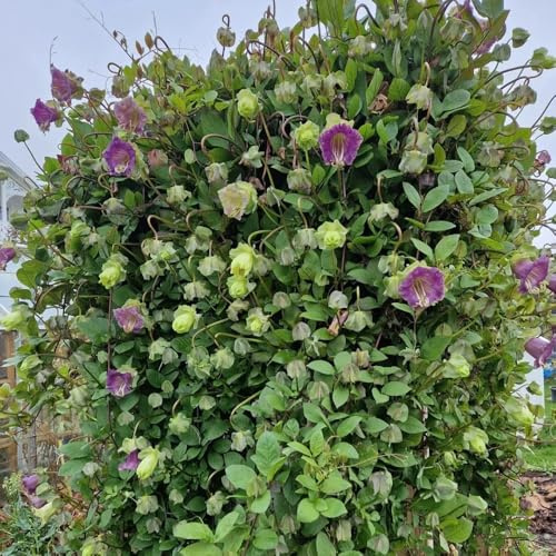 Semi di vite campana biologici, selvatici Cobaea scandens, vecchie varietà semi di esotiche per esterno resistenti all'inverno 300pcs