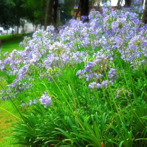 semillas de agapanthus - lirio africano - resistentes para jardín, resistentes, para balcón, macizos, exóticas 250pcs