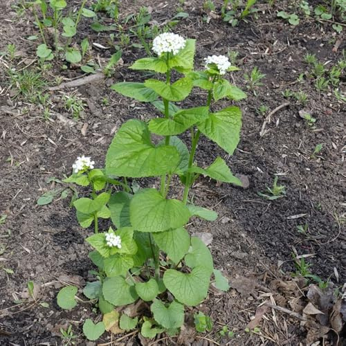 semillas de mostaza y ajo - orgánicas cobertura del suelo interior, resistentes para el jardín 50pcs