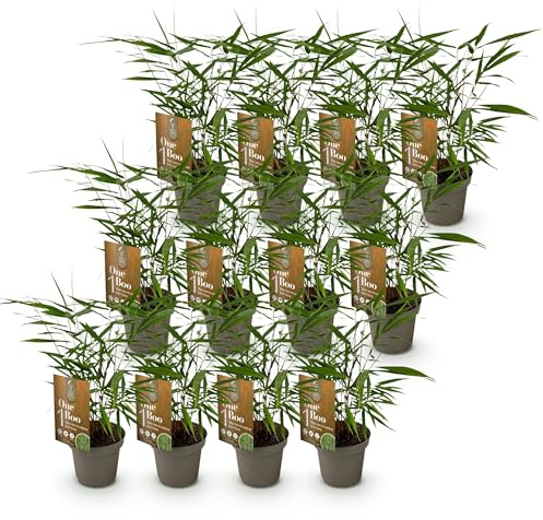 Green boutiQ - Bamboo - Fargesia Asian Wonder - Persistant - Non envahissant - Vert - 12 Plantes - Pot 14cm - Hauteur 35cm