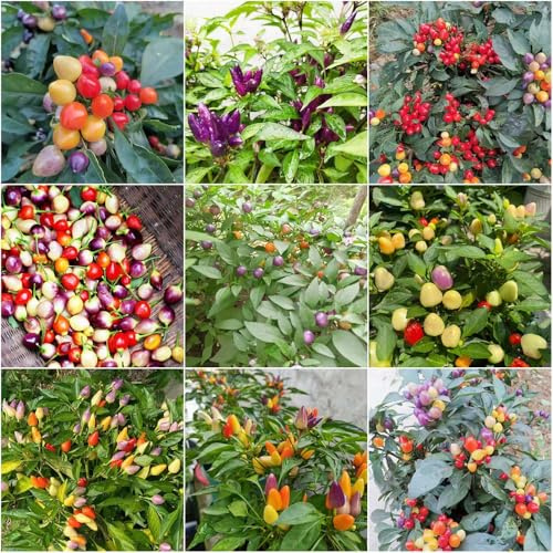 semillas de chile de interior orgánicas jardín especias bancal elevado para en el balcón jardín inusual 10pcs