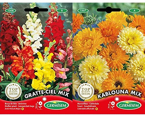 Germisem Graines Muflier géant GRATTE-CIEL MIX +Graines Souci KABLOUNA MIX